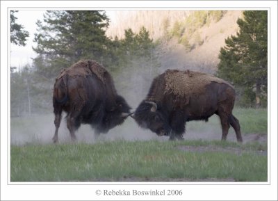 The Battle - Yellowstone