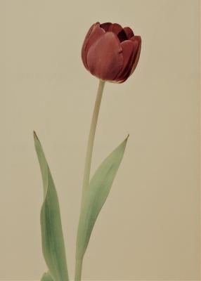 g4/70/585470/3/59141689.NewFolderTulips.jpg