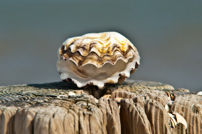 NPW-Y11_2001-Edit.jpg