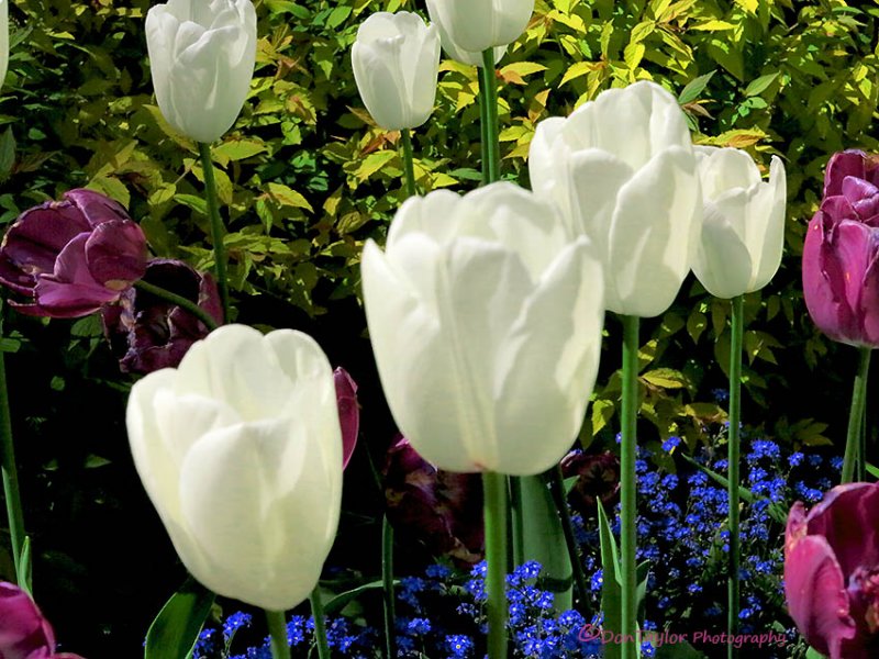 Butchart Gardens