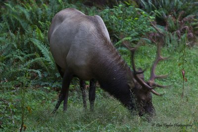 Roosevelt Elk