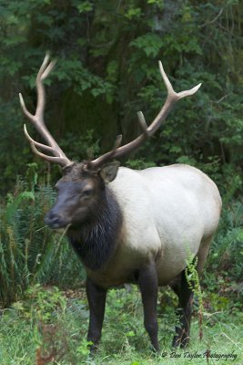 Roosevelt Elk