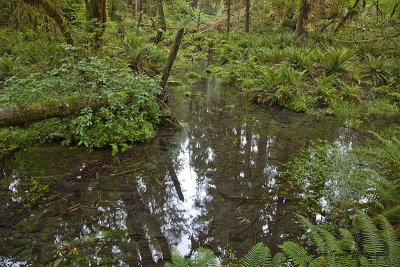 Hoh rainforest