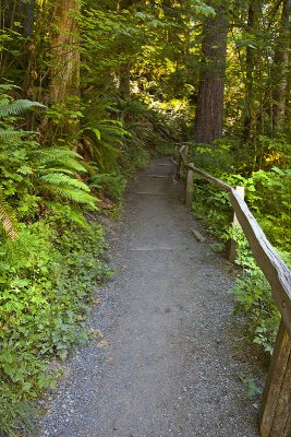 Hoh rainforest