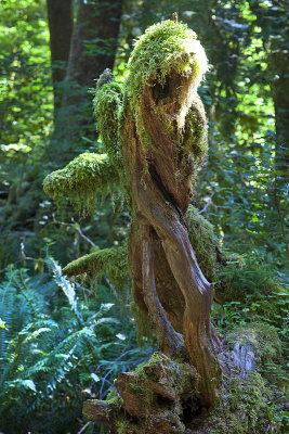 Hoh rainforest