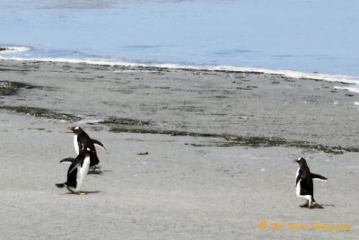 Gentoo  penguins