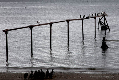 Punta Arenas