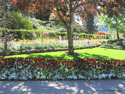 Butchart Gardens