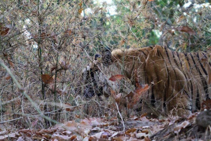 India2011_303.jpg