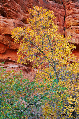 Fall in Zion N.P.