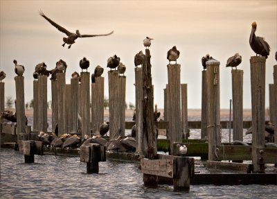 Pelican Cay - Biloxi, Mississippi