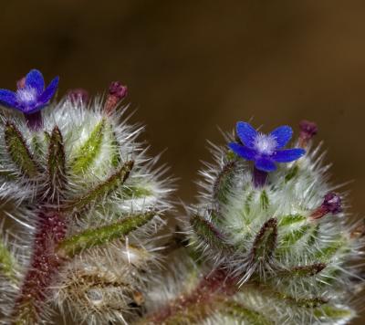 Blue Flower