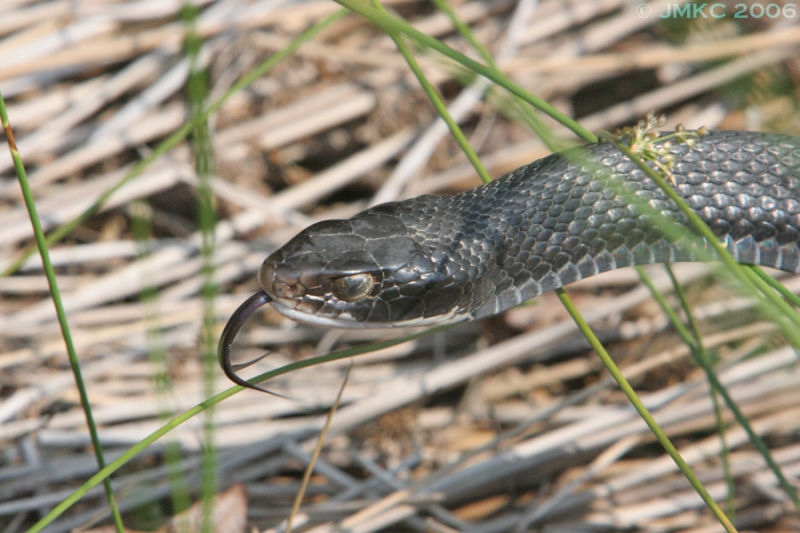Black snake