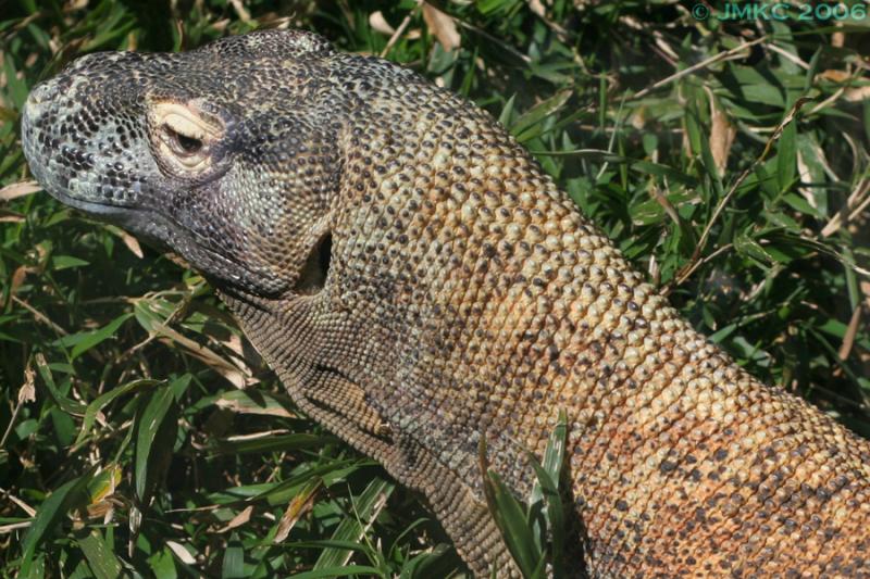 Komodo Dragon 2