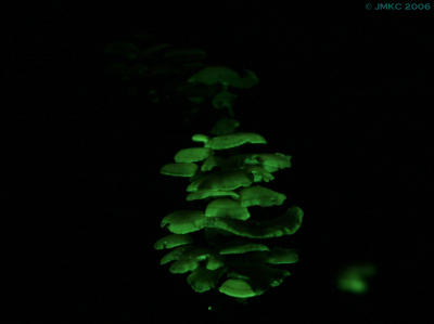 Glow-in-the-dark fungus (Luminescent Panellus)