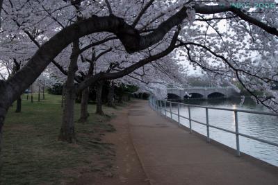 Path opposite the Jefferson Memorial, Washington, D.C.