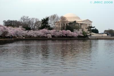 Cherry Blossoms 2006, Washington, D.C.