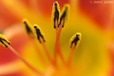 Day Lily macro