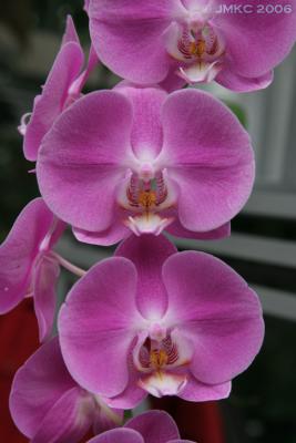 Orchid phalanopsis