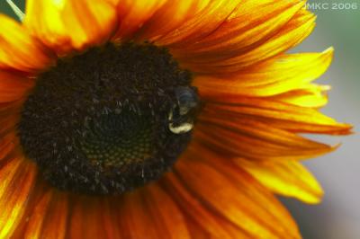 Bee in a sunflower