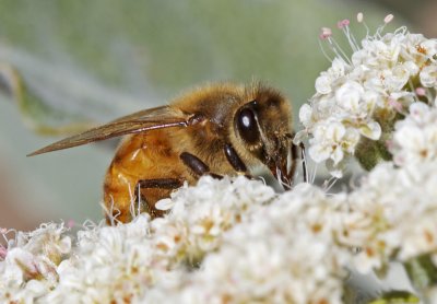 Honey Bee on St. Catherine's Lace(Eriogonum giganteum)