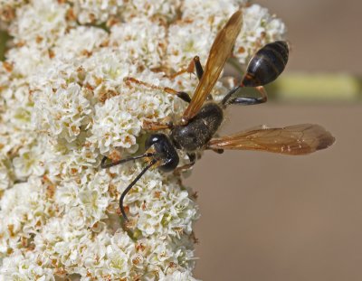 Unknown Wasp on St. Catherine's Lace(Eriogonum giganteum)