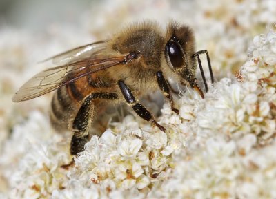 European Honey Bee (Apis mellifera) on St. Catherine's Lace(Eriogonum giganteum)