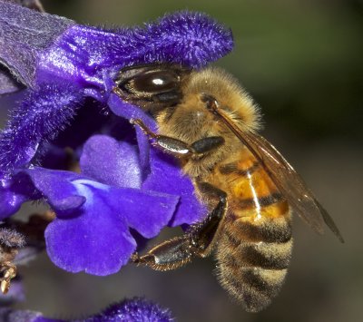 European Honey Bee (Apis mellifera) on Mystic Spires Blue Salvia