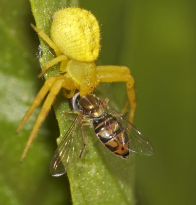 Yellow Crab Spider with captured Hover Fly(Toxomerus syrphidae)
