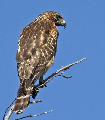 Red-shouldered Hawk(Buteo lineatus)