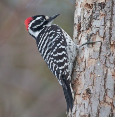 Nuttall's Woodpecker  (Picoides nuttalii)