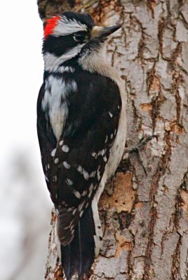 Downy Woodpecker (Picoides pubescens)