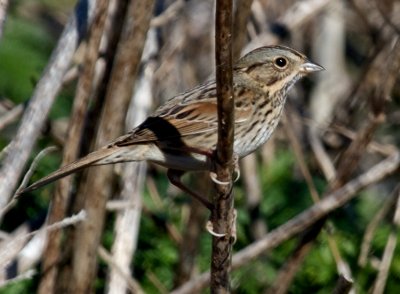 Lincoln's Sparrow(Melospiza lincolnii)