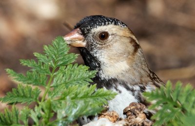 Harris's Sparrow(Zonotrichia querula)