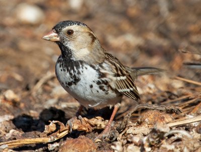 Harris's Sparrow(Zonotrichia querula)