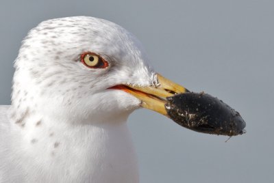 Ring-billed Gull  (Larus delawarensis)
