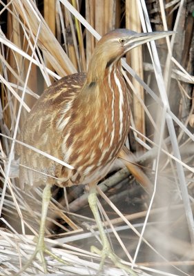 American Bittern (Botaurus lentiginosus)