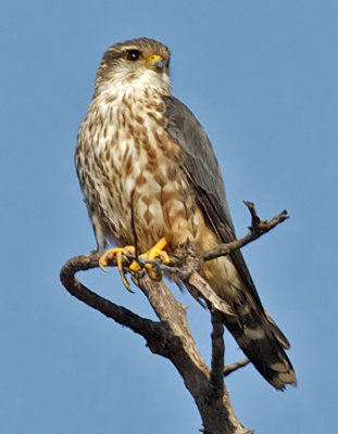 Preening Merlin (4X) (Falco columbarius)