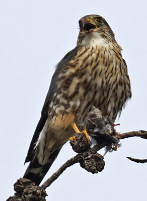 Merlin with Prey (9X) (Falco columbarius)