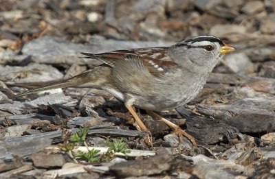 White-crowned Sparrow<br> (Zonotrichia leucophrys)