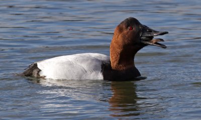 Canvasbacks