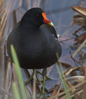 Rails, Gallinules and Coots