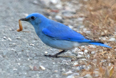 Mountain Bluebird (3X)<br>(Sialia currucoides)