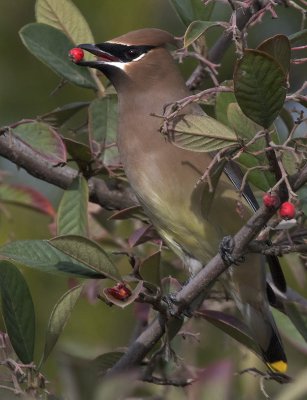 Cedar Waxwing<br>(Bombycilla cedrorum)