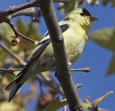American Goldfinch (Carduelis tristis)