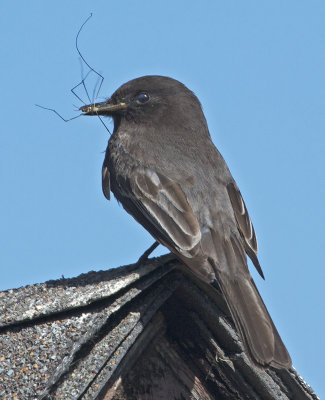 Black Phoebe with Crane Fly (Sayornis nigricans)