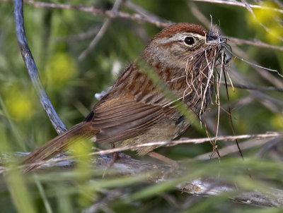 Rufous-crowned Sparrow with nesting material  (Aimophila ruficeps)
