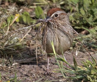 Rufous-crowned Sparrow with nesting material  (Aimophila ruficeps)