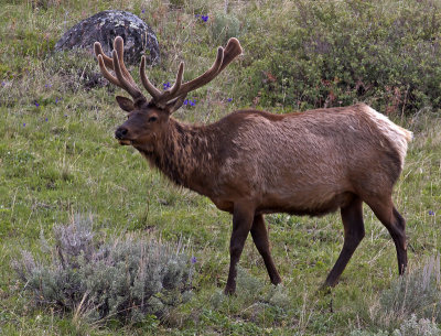 Rocky Mountain Elk(Cervus canadensis)