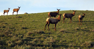 Rocky Mountain Elk<br>(Cervus canadensis)